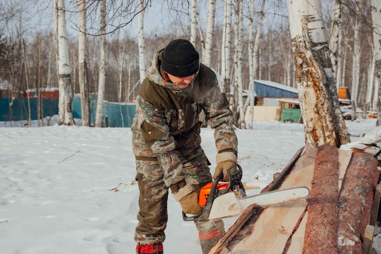 The Steps Involved in Our Tree Care Process in Wells Branch, TX